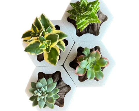 A melhor planta de geladeira (4 plantinhas lindas para dar vida ao ambiente)