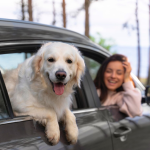 As 3 melhores bolsas de transporte para seu pet viajar em segurança!