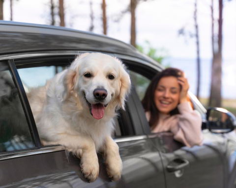 As 3 melhores bolsas de transporte para seu pet viajar em segurança!