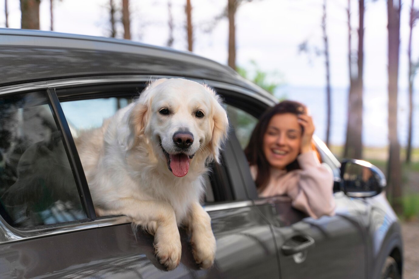 As 3 melhores bolsas de transporte para seu pet viajar em segurança!