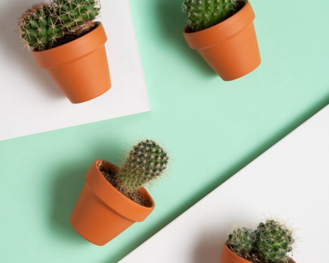 As 3 melhores opções de plantinha de geladeira para dar vida a sua cozinha!