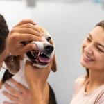 3 melhores suplementos de saúde pet para manter a saúde do seu companheiro de quatro patas!