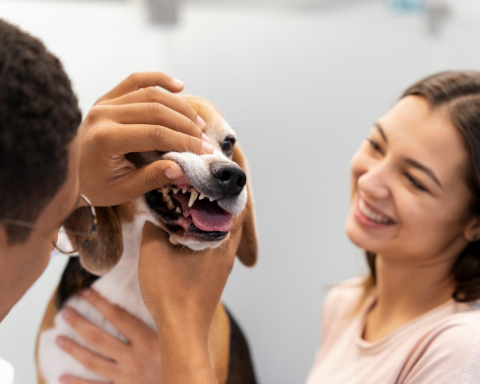 3 melhores suplementos de saúde pet para manter a saúde do seu companheiro de quatro patas!