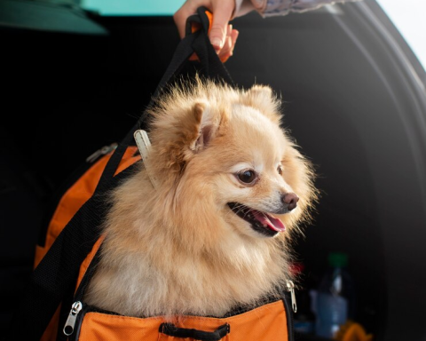 3 melhores opções de transporte pet para viajar em segurança com seu bichinho