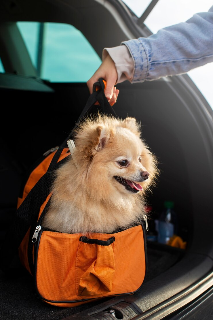 3 melhores opções de transporte pet para viajar em segurança com seu bichinho